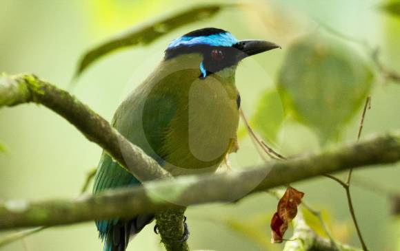 Momotus aequatorialis (Soledad)