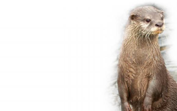 La nutria se halla en la Amazonía y el Orinoco. FOTOS sstock