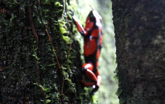 Ranas arborícolas en selva del Chocó. Ese departamento tiene el mayor número de especies en riesgo. FOTO Edwin Bustamante
