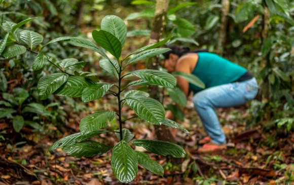 La ONG Saving The Amazon trabaja de la mano del Gran Resguardo Indígena del Vaupés para reforestar. FOTO cortesía