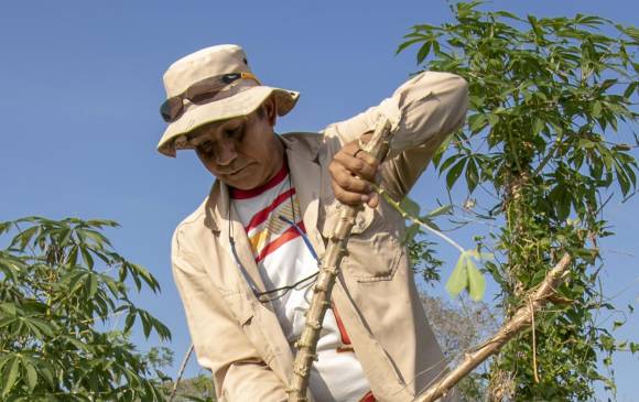 El proyecto Yuca Amarga para una Dulce Leche desarrolla cultivos en zonas afectadas por el conflicto armado. FOTO Cortesía