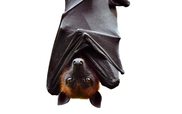 Los murciélagos tienen un sistema inmunológico fuerte. FOTO sstock