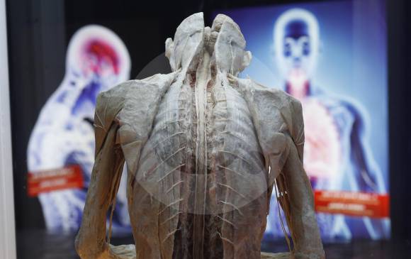 Poder observar el interior del cuerpo humano 
