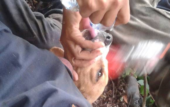 El perro fue rescatado en la tarde de este martes. FOTO CORTESÍA