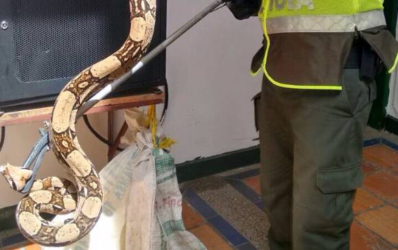 La Policía de Antioquia recibió en la vereda El Tunal de Santa Fe de Antioquia dos boas constrictor. FOTO CORTESÍA