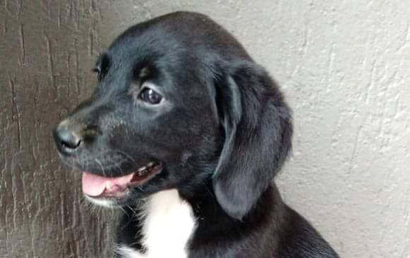 Emma fue una de las labradoras que falleció envenenada en Itagüí. FOTO Cortesía