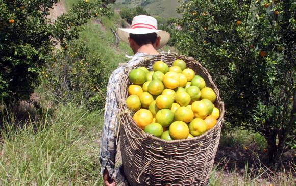 25 toneladas por hectárea al año, es la productividad citrícola en Antioquia. FOTO DONALDO ZULUAGA