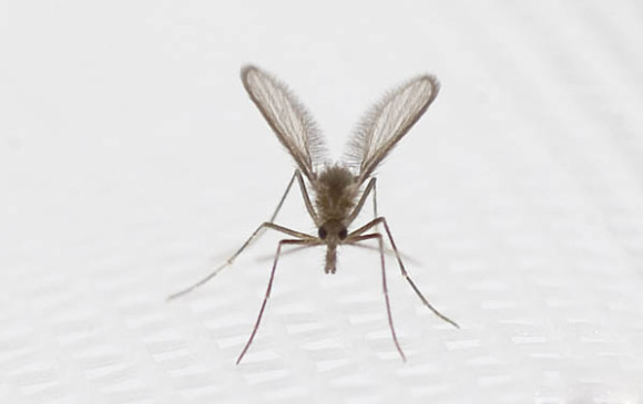La Lutzomyia, el insecto vector de la leishmaniasis, mide de 3 a 5 milímetros. La OMS estima que cada año hay entre 26.000 y 65.000 muertes por esa enfermedad. FOTO cortesía pecet