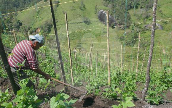 Desde marzo, la Alcaldía de Marinilla, conjuntamente con la Gobernación y Cornare, pagarán a 100 familias por cuidar su predios. El municipio es pionero en ejecutar la iniciativa. FOTO EL COLOMBIANO