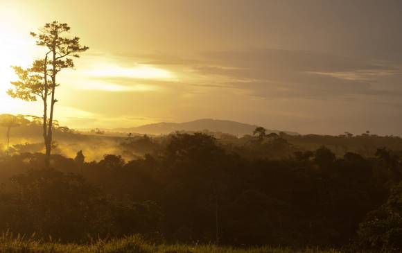 La selva y el agua son dos recursos que van de la mano en la Amazonia. Sin el uno el otro no funciona. Por eso la necesidad de protegerlos. Imagen en San José de Guaviare. FOTO Sinchi/Iván Montero