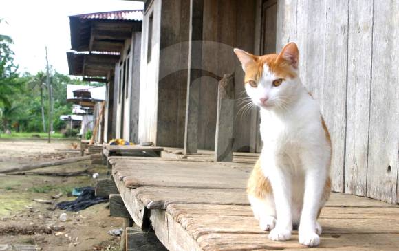 Cuando los gatos andan libres en exteriores pueden contraer más fácilmente el T. gondii, que luego libera al ambiente y otros animales se contaminan. FOTO Donaldo Zuluaga