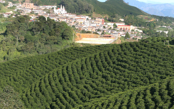 La renovación de cafetales ha aumentado la productividad de municipios como Concordia, en Antioquia. FOTO donaldo zuluaga