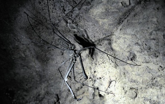 Amblipigio, araña en Las Cacas, suborden común en algunas estructuras. También se conocen como arañas látigo. Las cavernas son ricas en arácnidos. FOTO cortesía Camilo Martínez