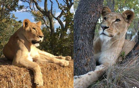 Rapunzel y Kala, las leonas que fallecieron en Sudáfrica. FOTOs ADI Latinoamérica / Facebook