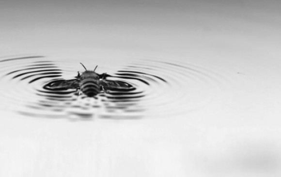 En el agua hacen ondas asimétricas que usan para impulsarse hacia adelante. FOTO cortesía Chris Roh, Mory Gharib y Caltech