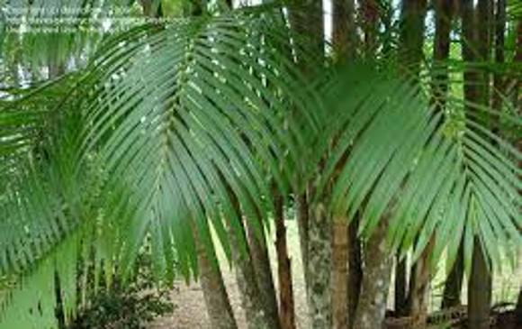 Asaí, Euterpe oleracea