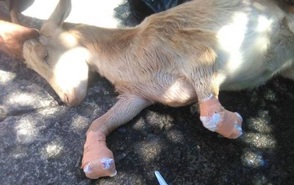 La comunidad registró en una imagen la impotencia y el daño causado al animal. FOTO cortesía publibolívar