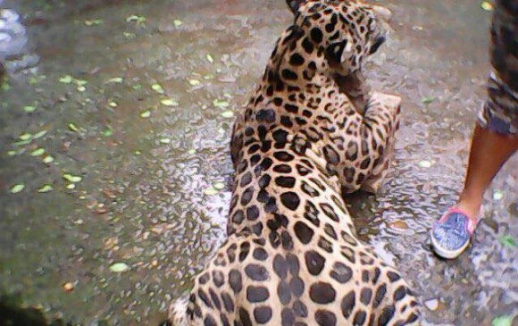 Corantioquia investiga denuncia sobre caza de jaguar en Puerto Berrío