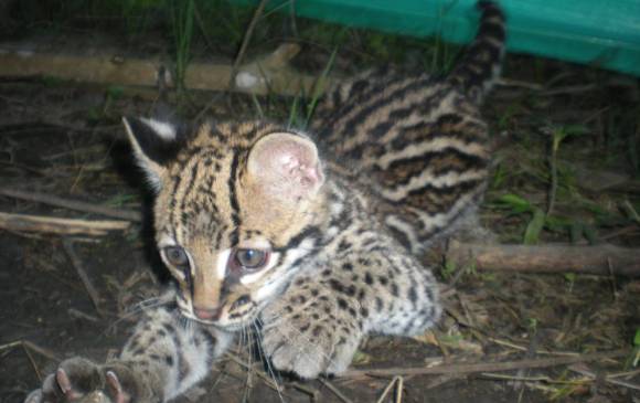 Una cría de tigrillo en rehabilitación. Se reciben más animales luego de vacaciones: enero, abril, agosto. FOTO Cortesía Urras