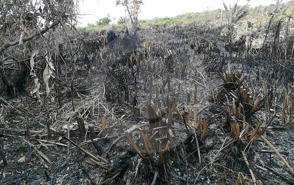 Emergencia en Chocó por incendio que ha consumido 200 hectáreas de bosque
