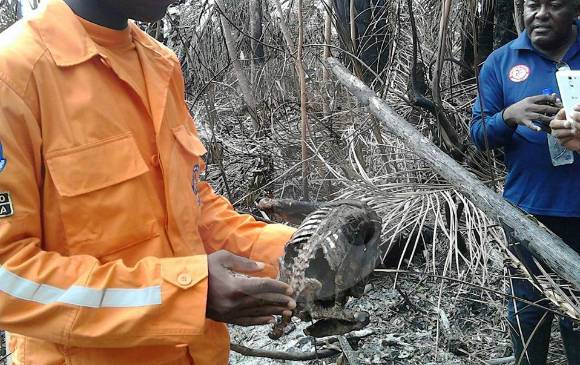 Organismos de rescate de Chocó denuncian que varias especies animales quedaron calcinadas. FOTO Cortesía
