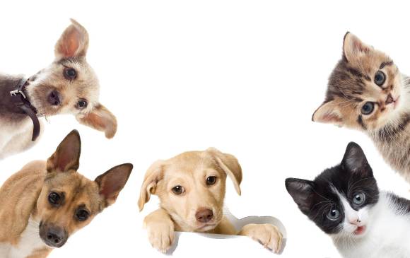 Cuando los animales de compañía llegan al hogar, hay que darles tiempo para adaptarse. FOTO sstuck