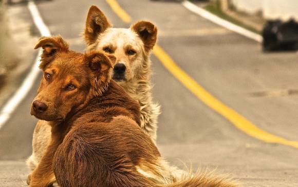Un tipo de contribución para estas iniciativas es la difusión de sus publicaciones en redes sociales, porque así propician que otras personas vinculen. FOTO Cortesía Jimena Hoyos