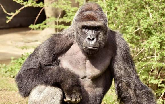 Este es Harambe, el gorila de 17 años que fue sacrificado. FOTO REUTERS