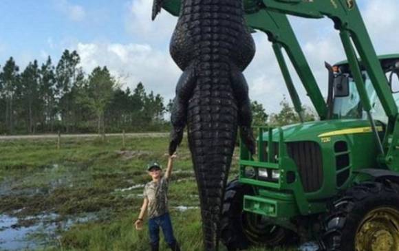 Los estados de Florida y Louisiana estiman tener cerca de un millón de caimanes cada uno. FOTO REUTERS