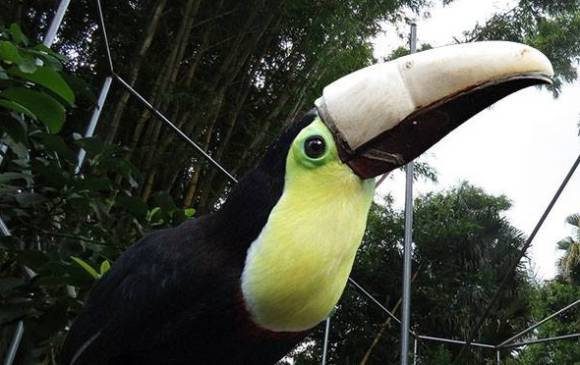 El tema del maltrato animal ha ido tomando fuerza en Costa Rica debido a la cantidad de denuncias. FOTO ZooAve