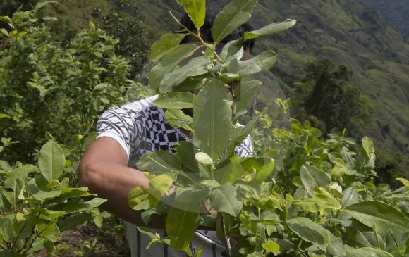 Otras 38 mil hectáreas de cultivos de hoja de coca están en proceso de erradicación. FOTO DONALDO ZULUAGA