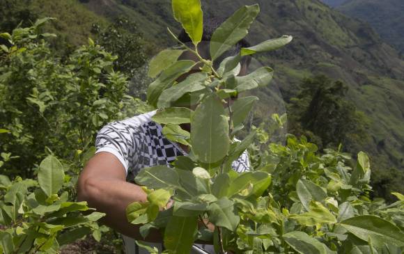 Sembrados de uso ilícito crecieron en la mayoría de las regiones donde están las zonas veredales. En Antioquia hay preocupación. FOTO DONALDO ZULUAGA
