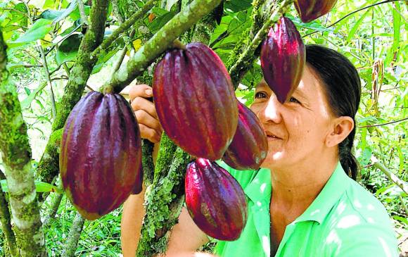 El cacao es una de las opciones de cultivo que se han fortalecido en Antioquia como una opción productiva para lsa familias campesinas. FOTO archivo