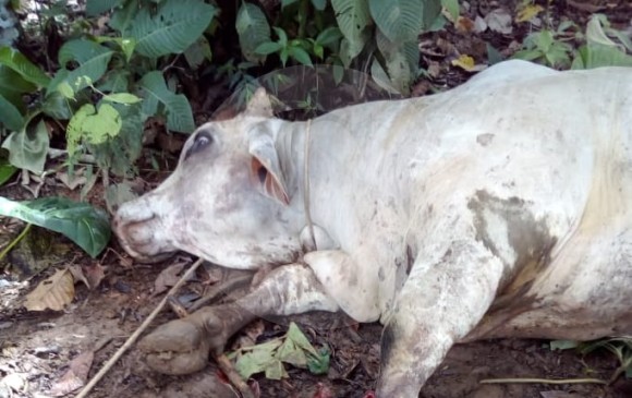 El ganado también ha sido víctima de las minas antipersonal en el Bajo Cauca. FOTO CORTESÍA