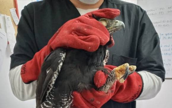 Esta águila crestada fue herida con un disparo de arma traumática pero en Cornare no pudieron salvarle la vida. FOTOS CORTESÍA