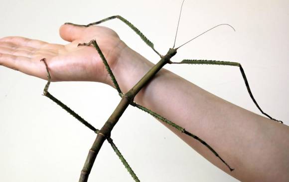 Un museo del sur de China ha determinado que un insecto palo es el insecto más largo del mundo hasta ahora conocido. FOTO AFP