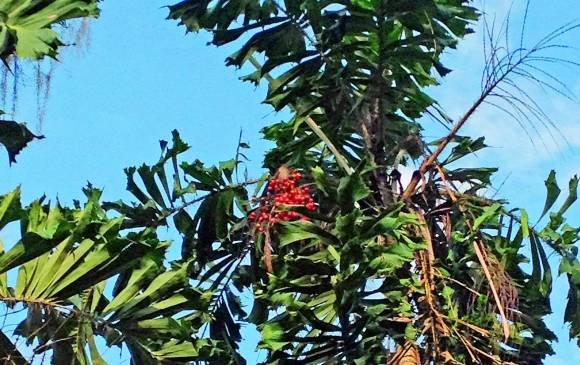 Palma Corozo, Cenicafé