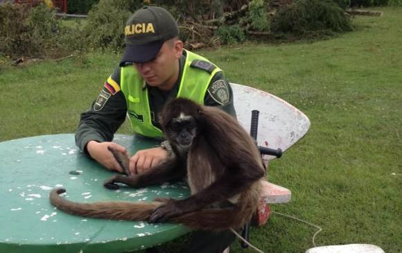 El mono añara fue recuperado en el corregimiento San Félix. FOTO CORTESÍA CORANTIOQUIA