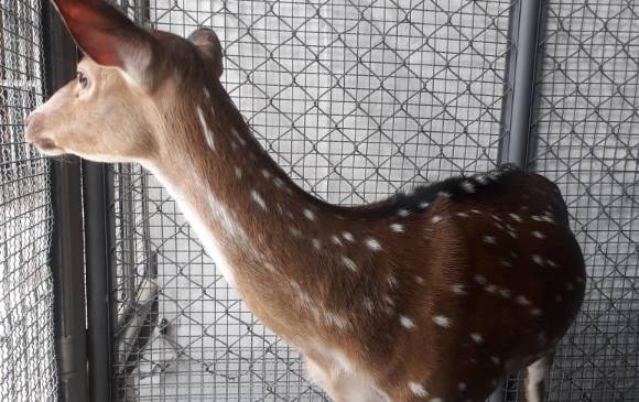 Este venado, que, usualmene habita en páramos y bosques, estaba en una finca de Envigado. FOTO cortesía
