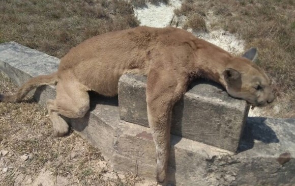 El puma muerto fue encontrado por ambientalistas. FOTO: Cortesía Riqueza Natural
