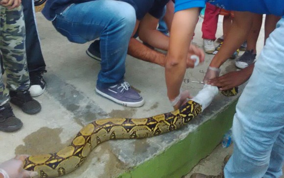 Así fue el rescate (y la recuperación) de una boa constrictor herida en Antioquia