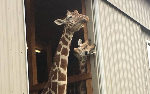 El embarazo de la jirafa April desata la locura en redes