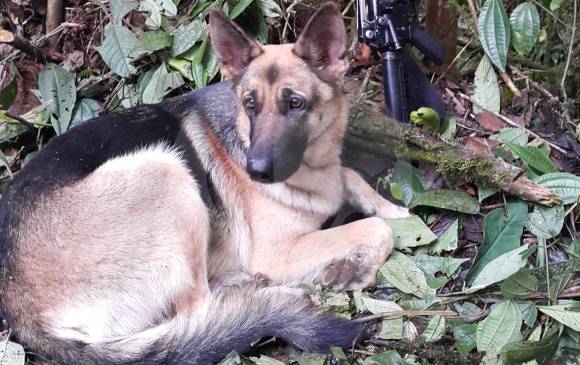 Kori: desde las montañas de Colombia con las Farc. FOTO Donaldo Zuluaga