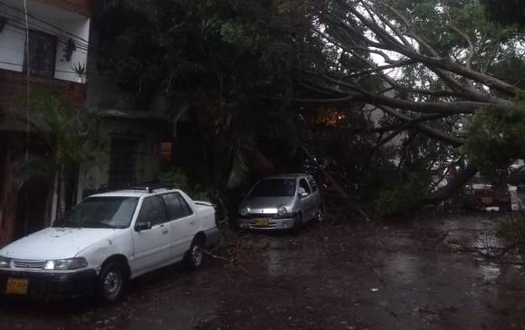 Árbol caído en barrio Antioquia tras aguacero del lunes festivo. Foto: Cortesía @Guardianes_Ant
