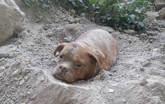 La perra fue enterrada casi por completo, solo su cabeza estaba por fuera. FOTO CORTESÍA