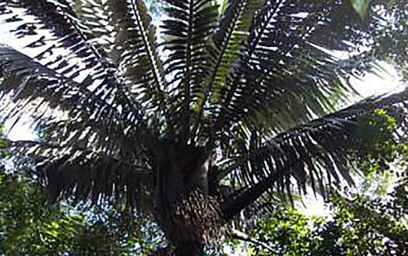 Milpesos, foto U. Nacional