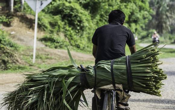A fines de año entrarán a producir las 3 hectáreas en cada comunidad. FOTOS Jardín Botánico