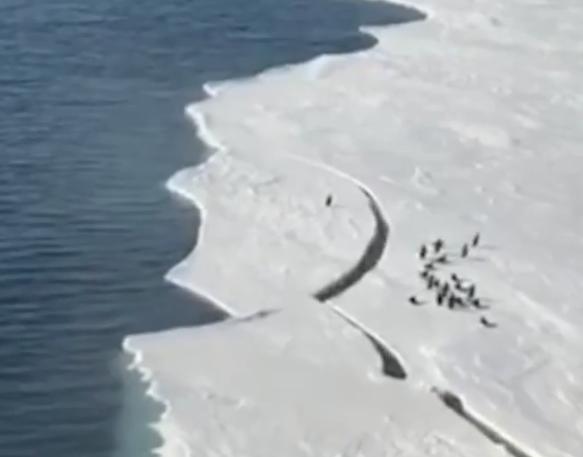 El hielo se rompre y el pingüino queda atrás de su manada. FOTO Tomada del video @unilad