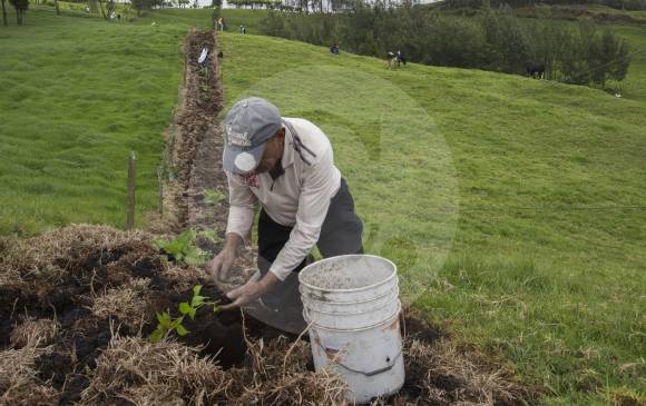 La siembra de árboles es clave con el programa de fomento Forestal y sus tres viveros.