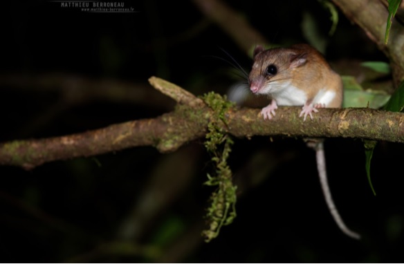 Ratón arborícola del género Nyctomys, una de las 14 especies nuevas halladas en Anorí. Foto cortesía Expedición Colombia Bio